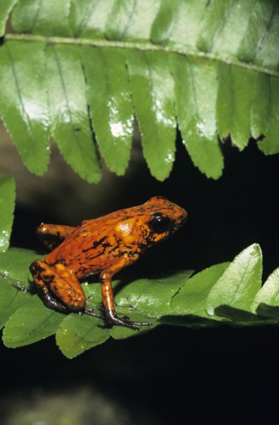 This poison dart frog is among the highly adapted species of the tropical rainforest.