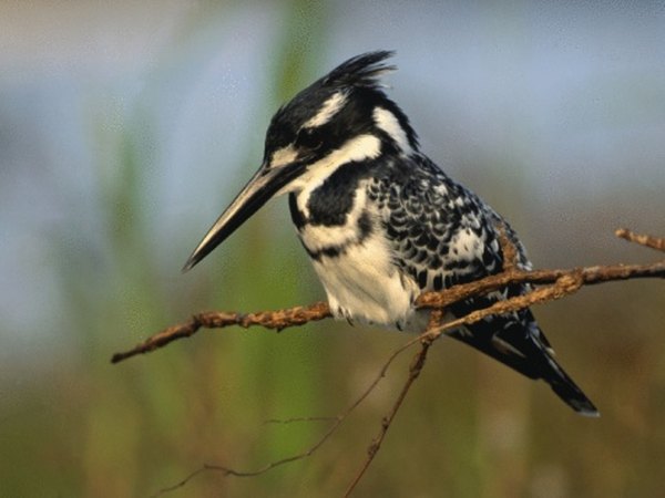 Kingfishers and other birds prey on yellow perch.