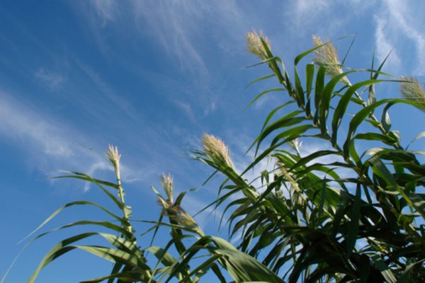 Cornsilk is the plant's style and stigma combined, connected to an ovary.