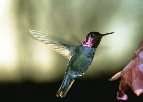Photo Credit: NA/Photos.com/Getty Images Anna's hummingbird is common in Santa Monica's open woods and chaparral habitats.