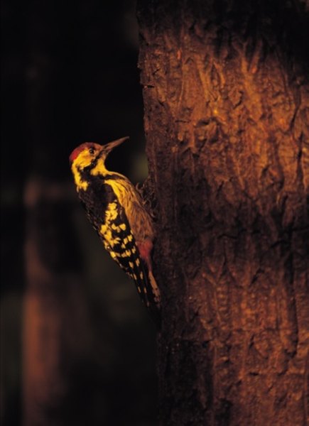 Woodpeckers have been seen using hummingbird feeders.