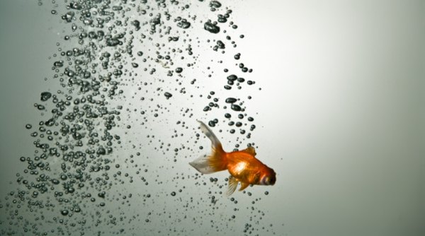 A goldfish's breathing rate is affected by water's percentage of dissolved oxygen.