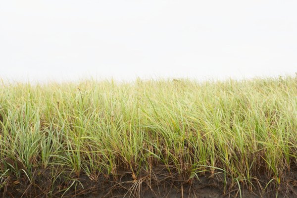 Photo Credit: Ryan McVay/Digital Vision/Getty Images Protecting a prairie may mean active maintenance with prescribed burns and invasive-plant removal.
