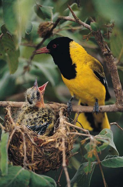 Oriole in a pensile nest.