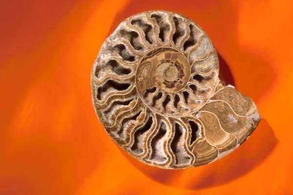 The sutures of ammonites fold and dip, unlike those of nautiluses, which are relatively straight.