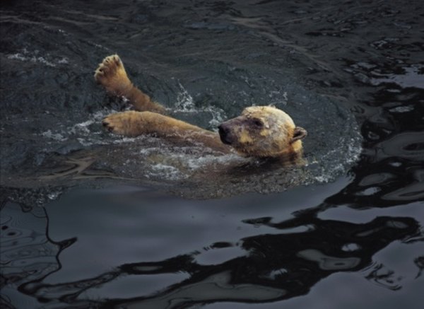 Polar bears fish and swim in tundra regions.