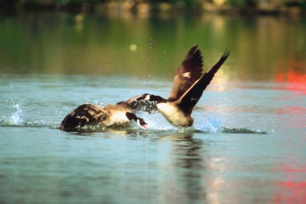 Males will fight over a female.