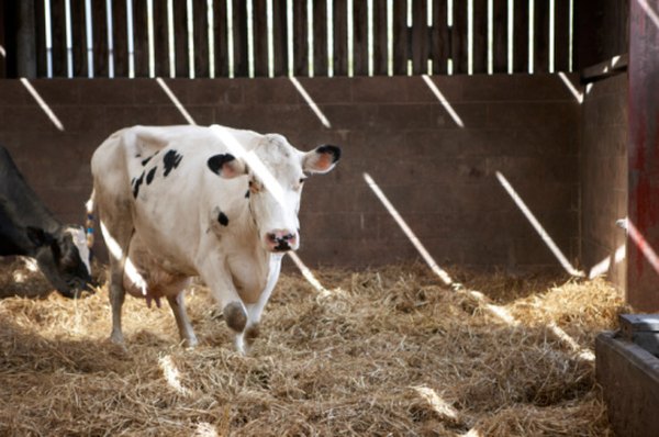 Animals with straw beds are susceptible to straw itch mites.