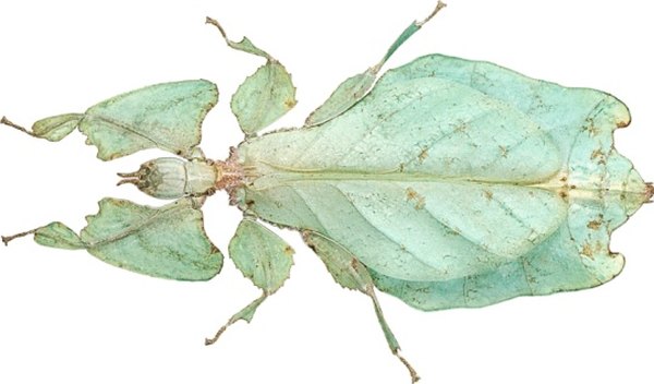 Insects that look like leaves can be found in the rainforest understory.