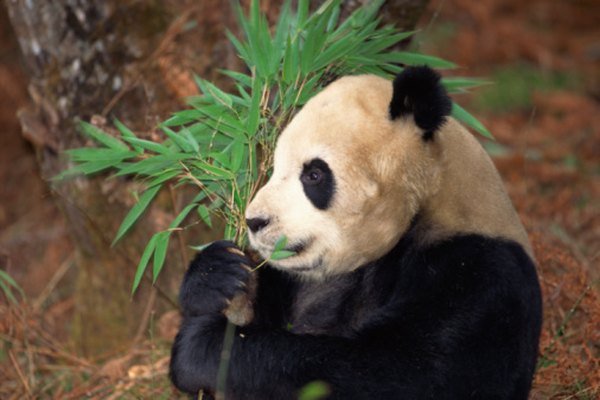 Many zoos across the world are working to increase panda populations.