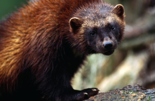 The well-protected dens and lodges of beavers usually deter predators like wolverines.