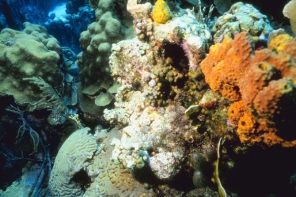 Coral reefs are vibrant habitats for many species.