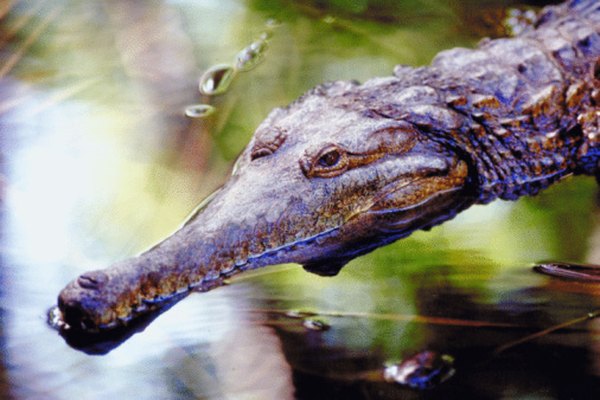 The American crocodile hunts for prey in freshwater.