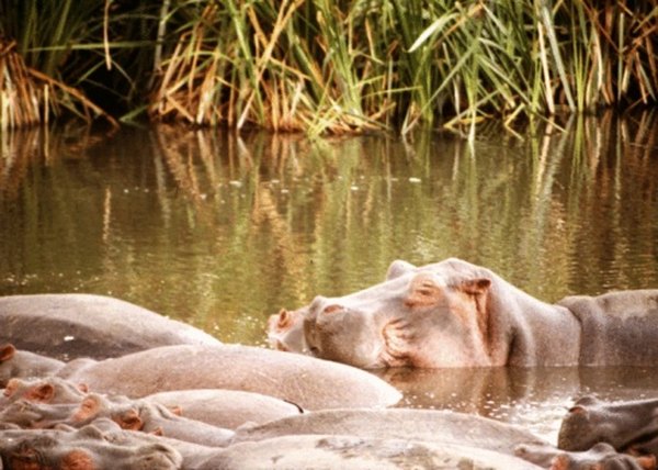 The hippopotamus stays cool in freshwater from the intense daytime sun and heat.