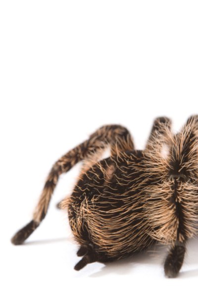 Tarantulas inject their victims with a paralyzing venom.