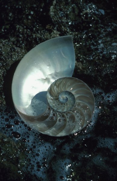 Nautiluses and ammonites both have spiral shells.