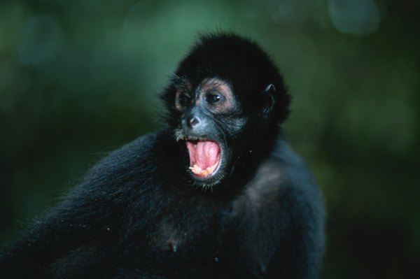 Spider monkeys communicate with a variety of yells and barks.