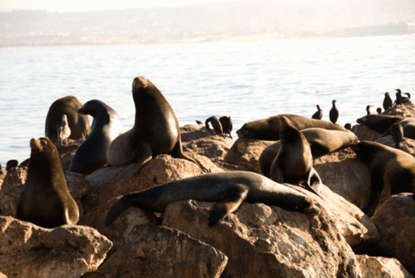 Sea lions frequent the California coasts every year.