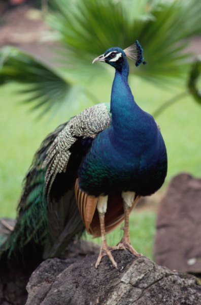 Peacocks are beautiful, but can wreak havoc in a neighorhood.