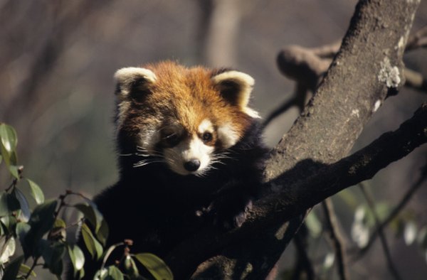 Strong jaws and teeth help the red panda chew bamboo stalks and leaves.