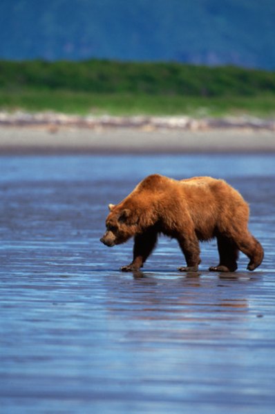 Grizzly bears round out their diet with fish and berries.