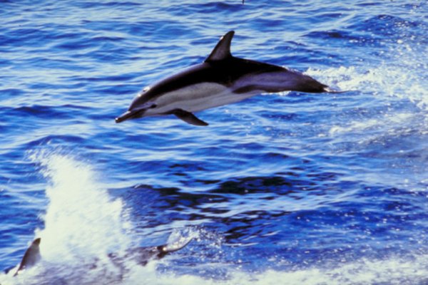Dolphins care common inhabitants of the epipelagic zone since fish, their primary food, is abundant.