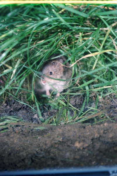 Voles resemble mice and rats.