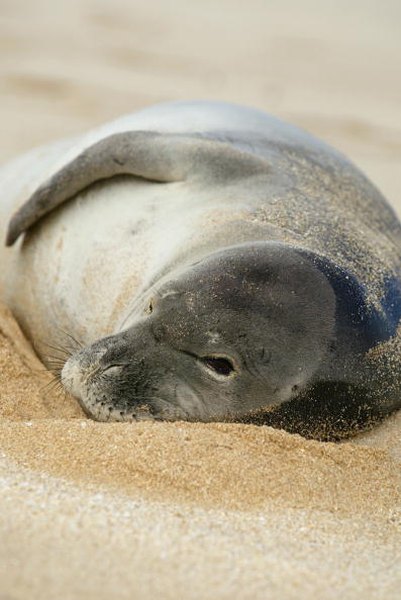 Photo Credit: Phil Mislinski/Getty Images News/Getty Images Scientists are struggling to understand why the population of Hawaiian monk seals has continued to decline.