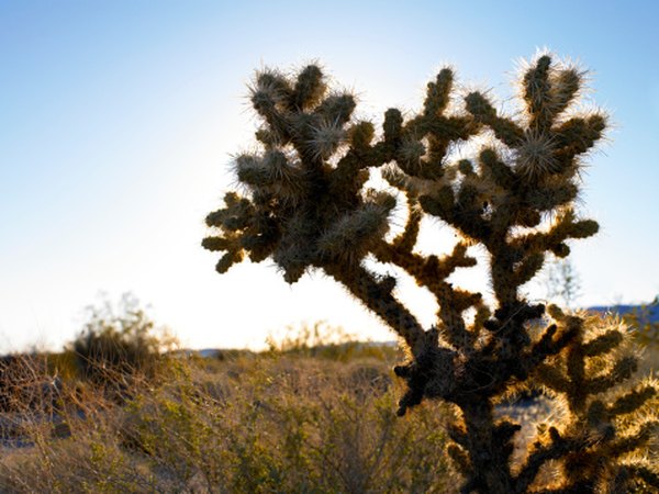 A cholla cactus is a large desert cactus.