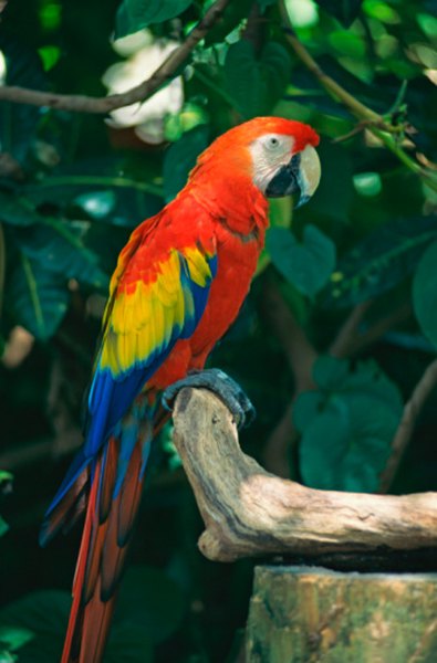 There are approximately 315 species of parrot found worldwide.