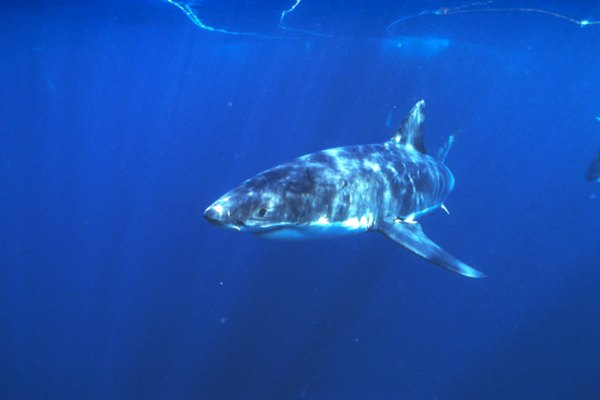 Great white sharks hunt many seal species.