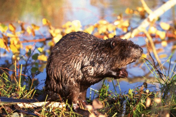 Beavers sleep either in bank burrows or chambered lodges.