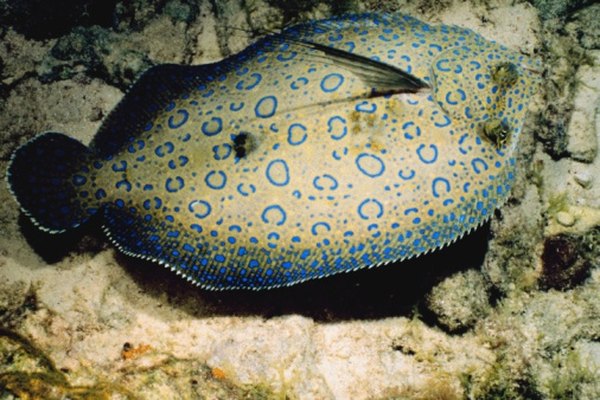 Seventy-five percent of flatfish lie on their left side.