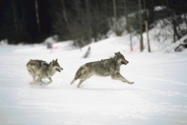 Gray wolves can swiftly cross 18 miles at trotting speeds.