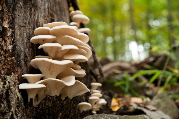 Oyster mushrooms are popular with mushroom foragers.