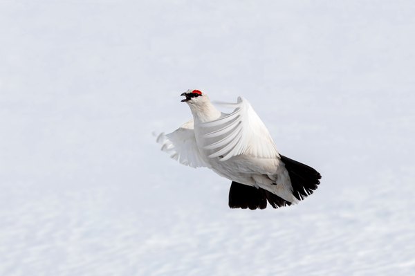 how-do-animals-adapt-themselves-in-the-cold-desert-sciencing