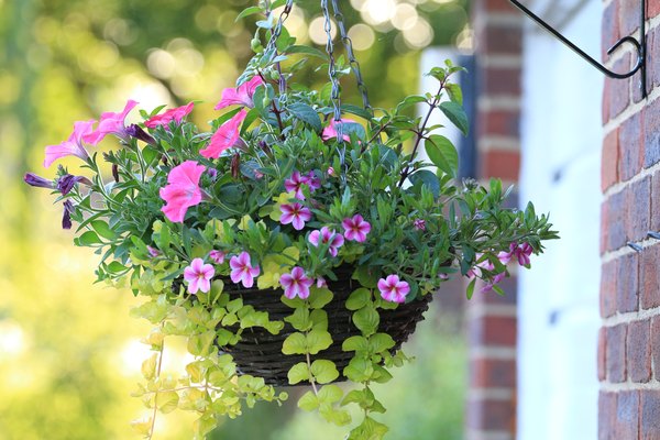 How To Install A Hook For A Hanging Plant Basket Home