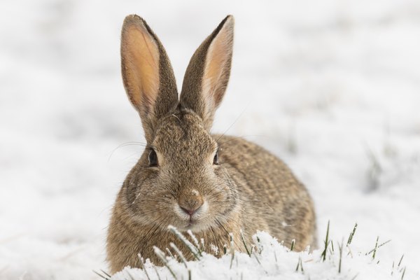 How To Feed Wild Rabbits In The Winter Animals Mom Me