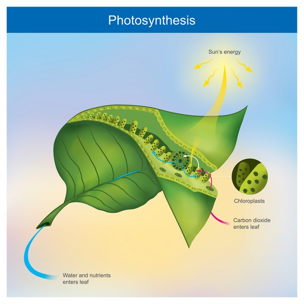 Does plants need soil to grow information