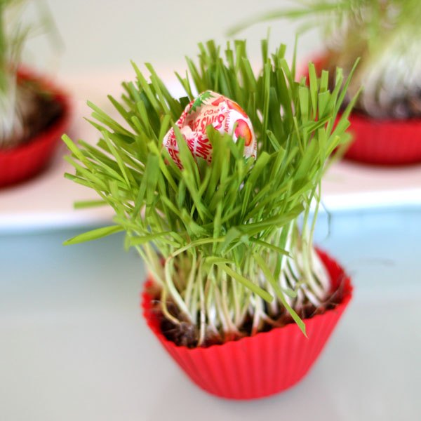 Estes cupcakes de grama são adoráveis