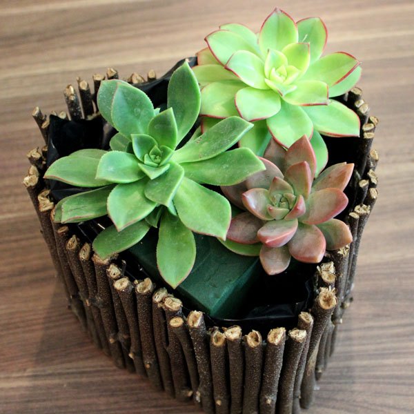 Coloque as plantas suculentas no arranjo