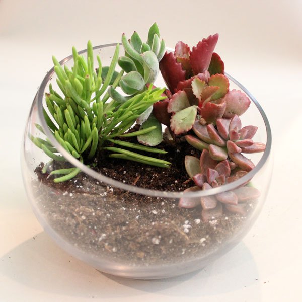 Acrescente as plantas ao terrário