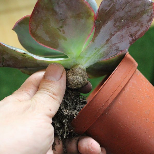 Remova as suculentas dos vasos
