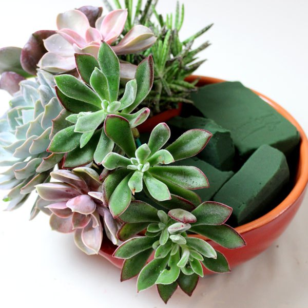 Espete as plantas com uma certa inclinação