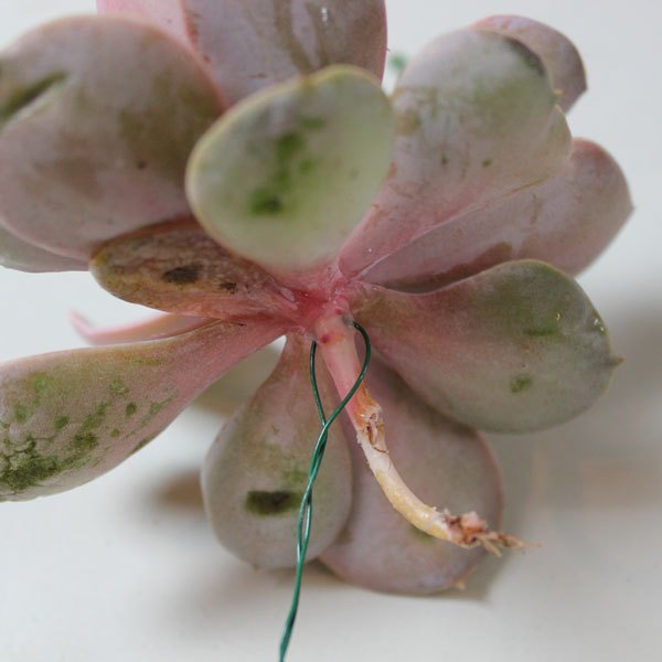 Prenda um pedaço de arame floral na base da planta