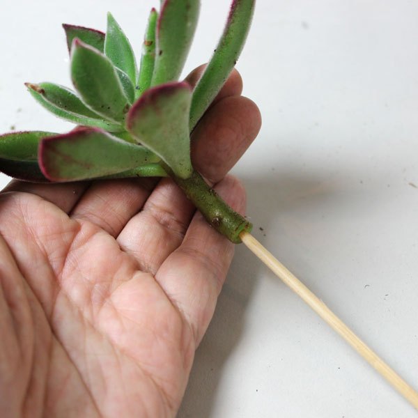 Insira um espeto nas plantas menores