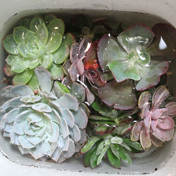 Deixe as plantas de molho