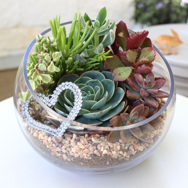 Faça seu próprio terrário com plantas suculentas