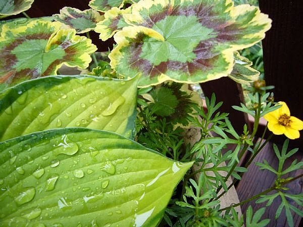 How To Get A Job At Nursery And Garden Center Career Trend