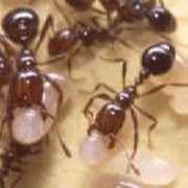 How To Get Rid Of Ants In Trees Animals Mom Me